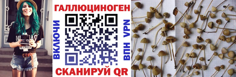 Галлюциногенные грибы Psilocybine cubensis цена Абакан